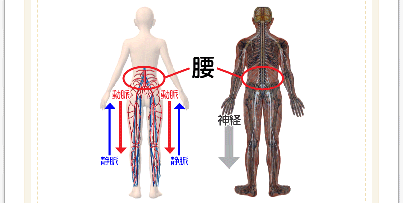 腰痛を治す腰痛アカデミーは腰痛やヘルニア、狭窄症、坐骨神経痛を治すため坂戸孝志先生により考案された自分で治せる治療法