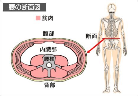 腰痛を治す腰痛アカデミーは腰痛やヘルニア、狭窄症、坐骨神経痛を治すため坂戸孝志先生により考案された自分で治せる治療法