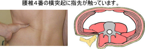 腰痛は腰痛アカデミーでわかる、腰痛、ヘルニア、狭窄症、坐骨神経痛、の柔らかい筋肉 腰椎4番目の横突起に指先が触っています。